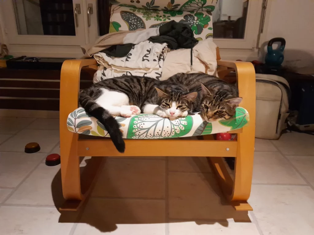 Les chatons le jour de leur anniversaire de six mois,  couchés ensemble sur un fauteuil à bascule,  Mina à gauche et Murai à droite