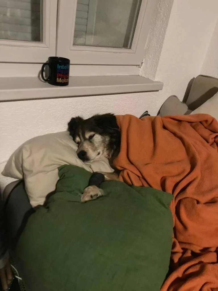 Un croisé husky aux oreilles tombantes est enfoui dans les coussins d'un canapé vert, la tête sur un oreiller et une patte strapée surélevée sur un coussin. Sa maitresse l'a recouvert d'une couverture en polaire orange, et il se repose.