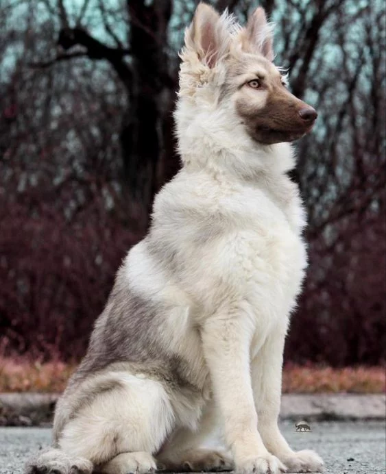 Un jeune chien blanc avec le dos et le museau cendré, assis, observe quelque chose hors champ avec la tête un peu renfoncée dans les épaules et le cou légèrement reculé. l'air déconcerté et un peu désapprobateur
