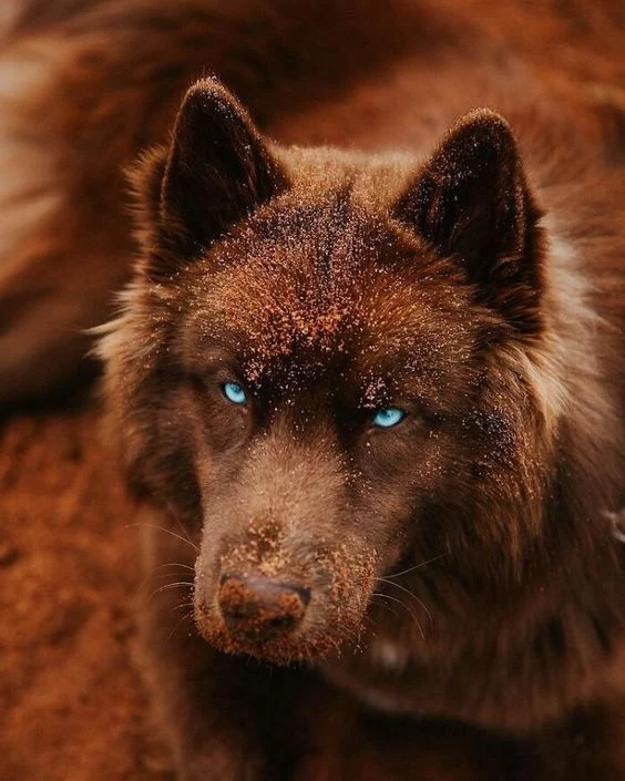 Un magnifique husky chocolat avec des yeux bleus très clairs qui ont l'air glacés. Il a la tête recouverte de terre, de la même couleur que lui, et se fond dans son environnement. On dirait une truffe en chocolat.