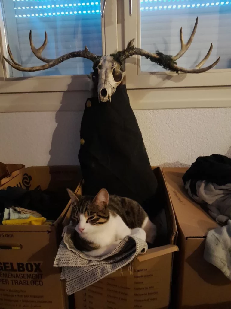 une potite chatte isabelle est couchée sur un tapis dans un tas de cartons. Derrière elle il y a un long cou noir surmonté d'une tete de renard avec des bois de cerf, aux reflets dorés et légèrement recouvert de mousse.