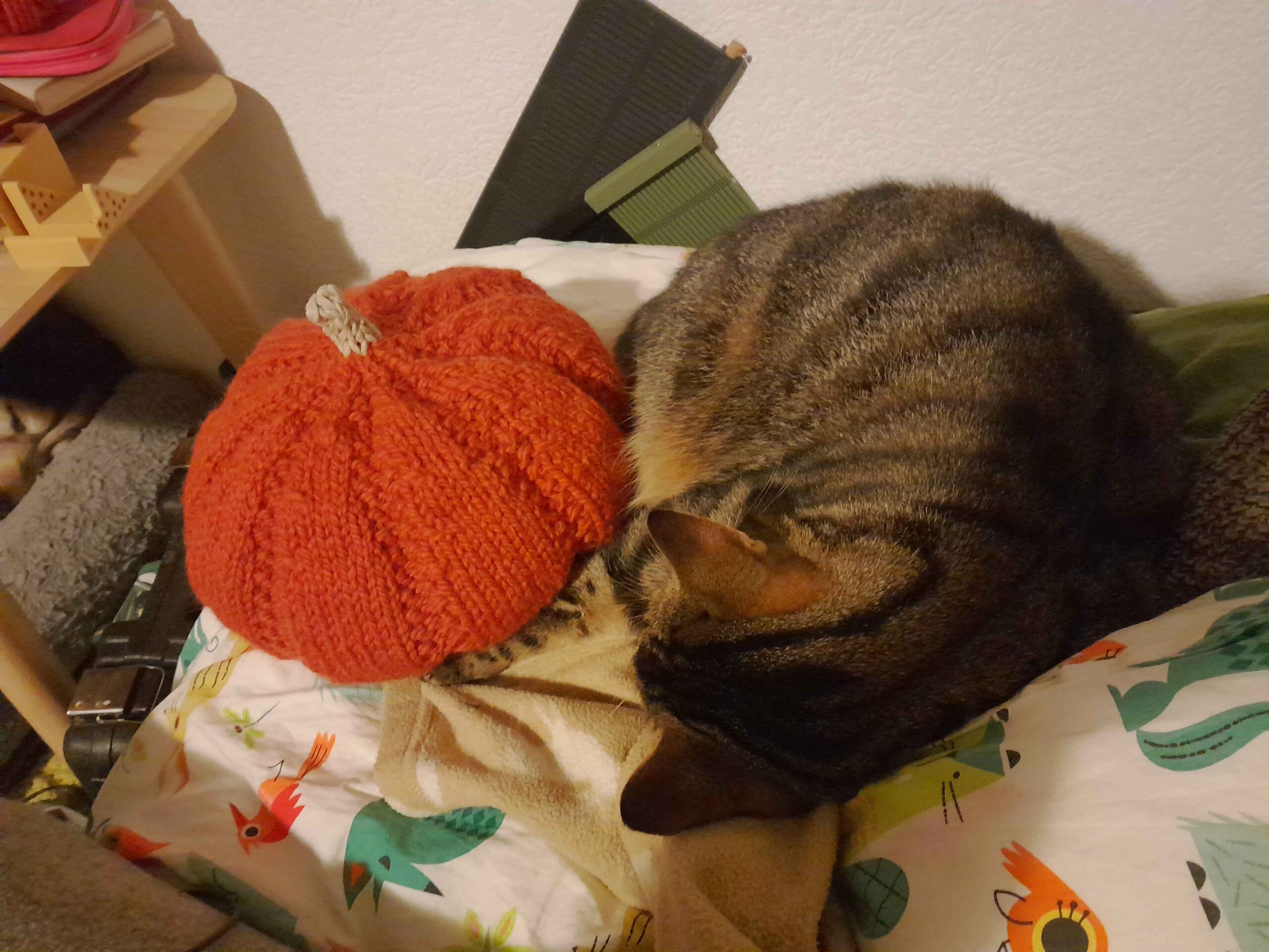 Un jeune chat est roulé en boule sur un duvet, à côté d'une courge tricotée qui fait quasiment la même taille que lui. Les deux boules ont l'air très cozy côte à côte