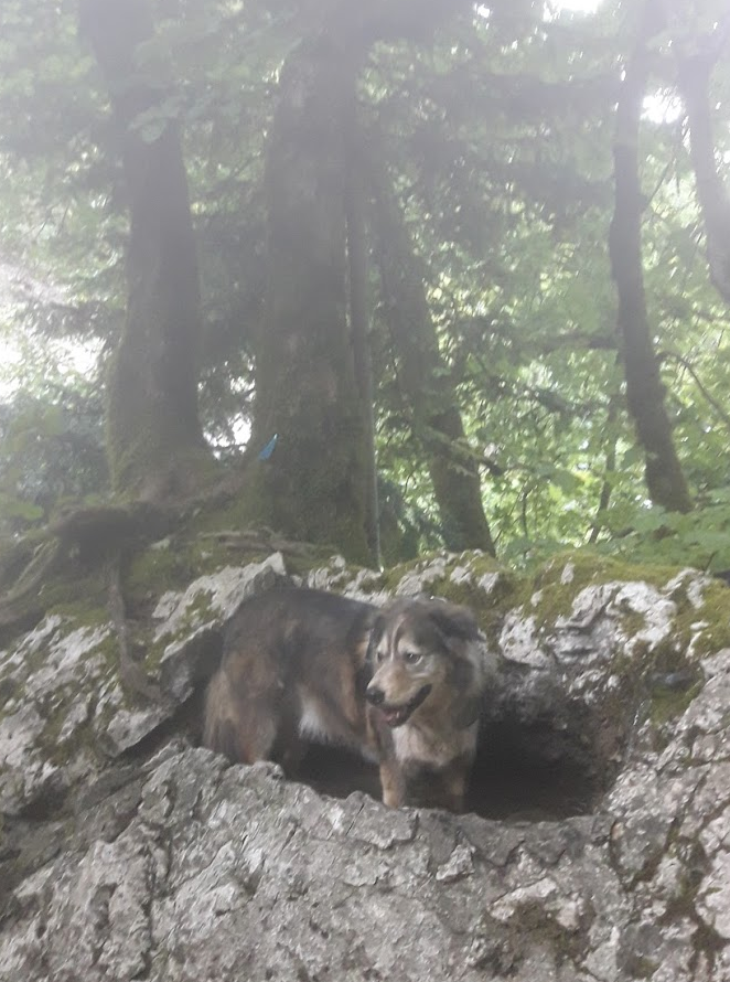 Le chien se tient debout dans un petit bassin creusé à même la roche, les pattes dans l'eau presque jusqu'au ventre. Il a l'air heureux, et d'avoir chaud. Derrière lui il y a de grands sapins.