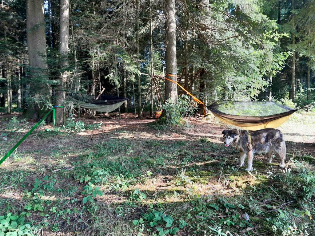 Un très beau chien croisé husky aux oreilles tombantes te regarde en rigolant. Il se tient debout au milieu d'une clairière, cernée de grands conifères. Deux hamacs sont suspendus entre des troncs en arrière-plan. Une slack line est tendue vers la gauche du cadre, traversant la clairière dans sa profondeur. 