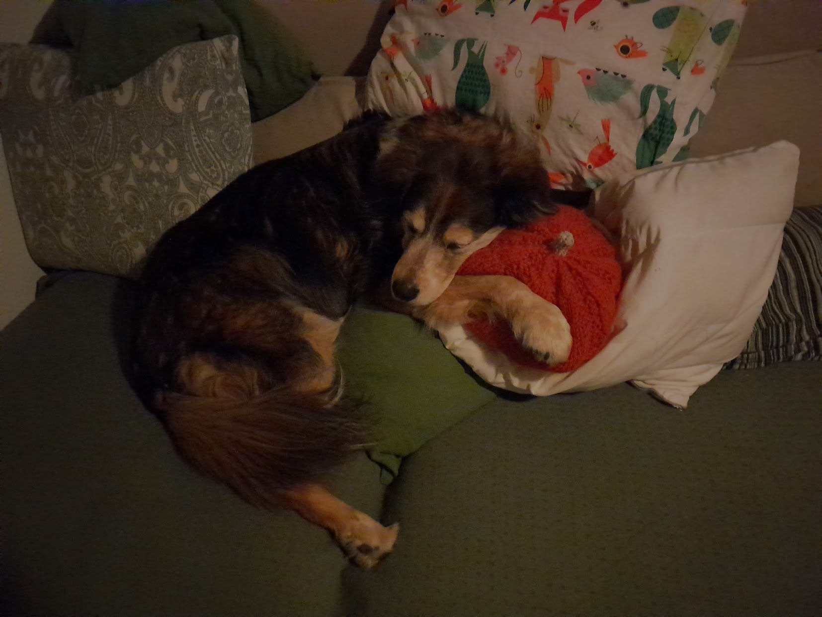 photo du chien Pixel endormi dans le canapé, la tête reposant sur une courge tricotée qu'il a l'air de saisir entre ses pattes avant
