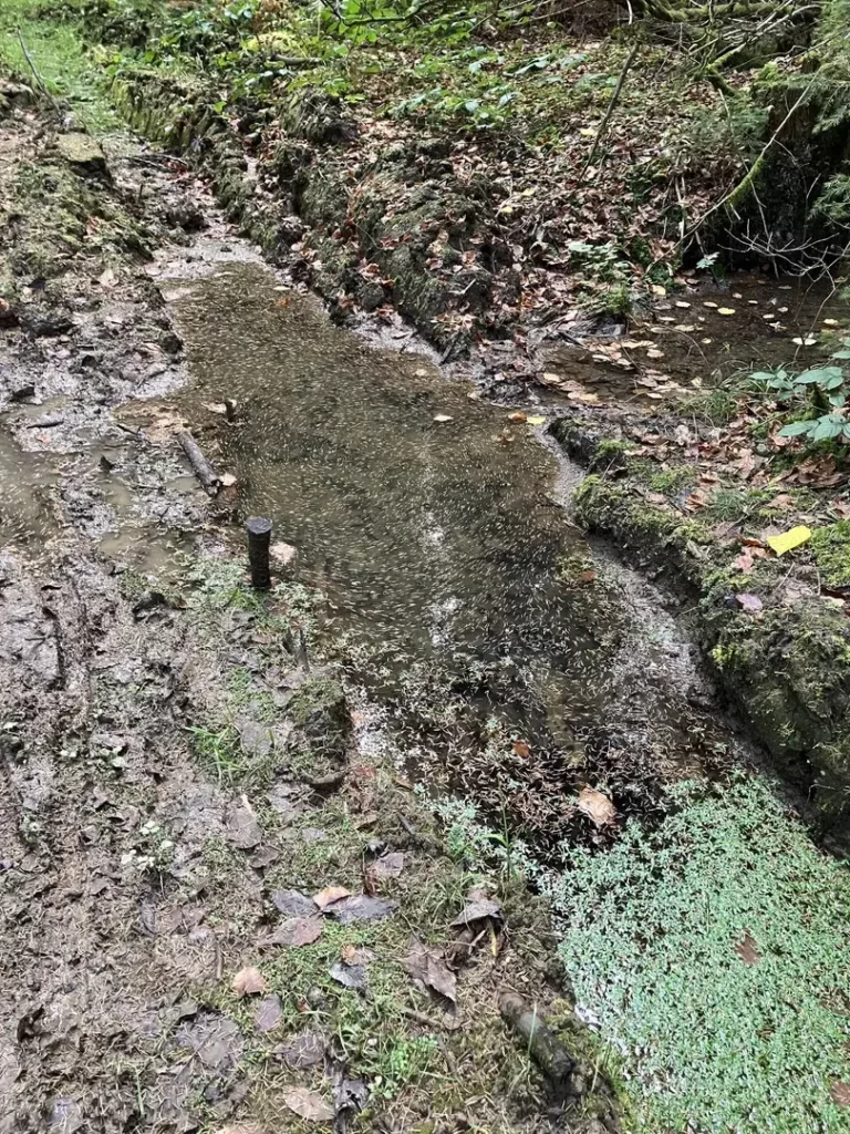 Au milieu des bois, un petit ruisseau a vu son passage perturbé par le sentier qui le traverse, lui-même défoncé par les va-et-viens des véhicules de maintenance. De profonds sillons ont remplacé la petite sente discrète couverte de feuilles mortes, créant des étangs modèles réduits ici et là. Deux de ces mini-bassins figurent sur cette photo. Le second est tapissé de lentilles d'eau. Le premier, ovoïde et tout en longueur, recueille l'eau vive du ruisseau, donc il est lui-même  trop mouvementé pour que les lentilles d'eau s'y installent. En revanche, le pin qui pousse à côté y a perdu toutes ses aiguilles, qui forment d'élégantes spirales très précises qui suivent les mouvements des courants du mini-bassin.