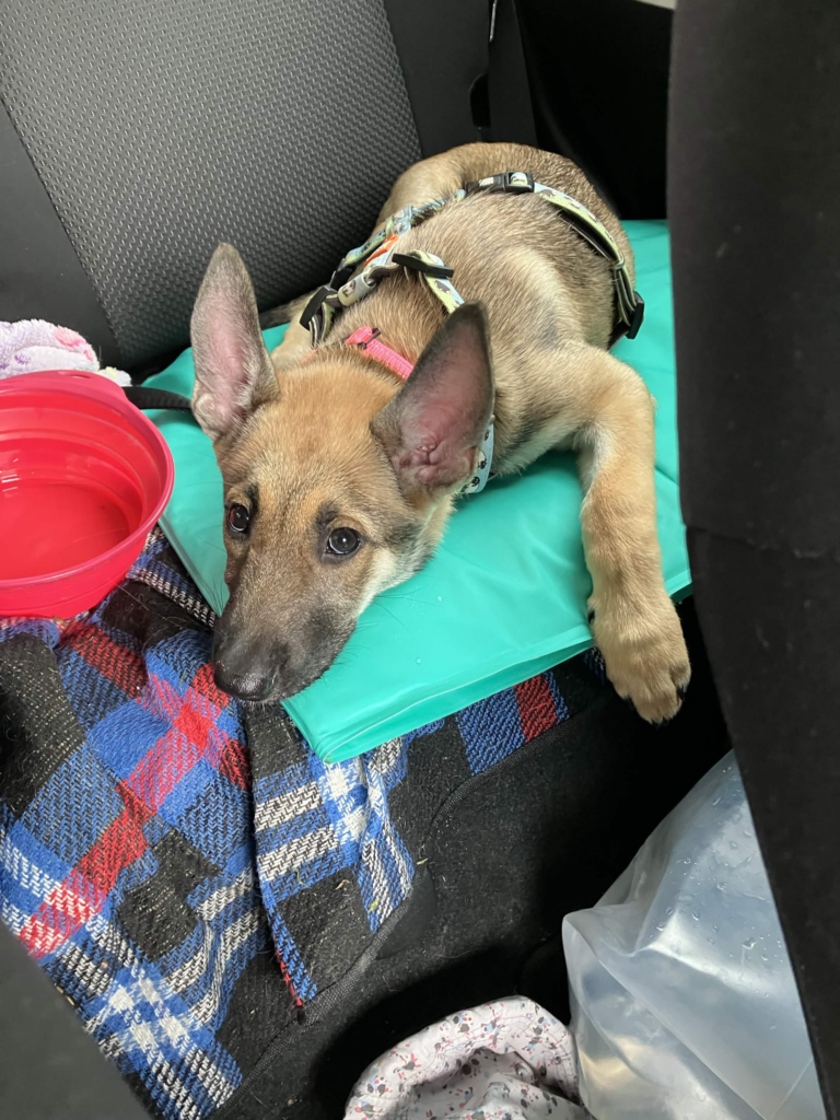 la petite Banshee couchée sur le ventre sur le même tapis de frais dans la voiture. Elle a de très grandes oreilles très dressées, un joli museau au bout tout noir et des jolis petits yeux noisettes. Elle ressemble un peu à un renard volant, mais sans les ailes.