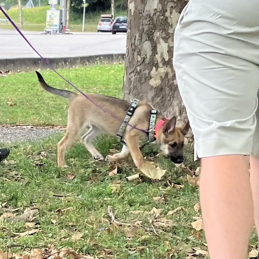 des mollets. Aussi, banshee en train d'explorer un petit bout de gazon tapissé de feuilles mortes.