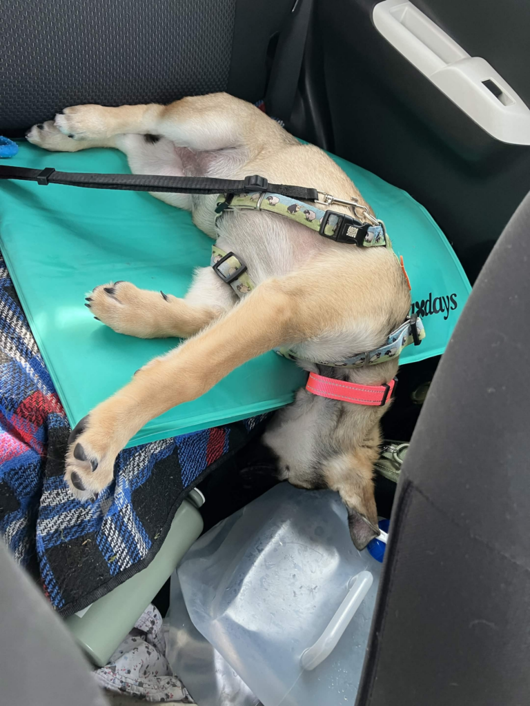 Banshee, une petite chienne fauve au museau charbonné, croisée husky / malinois, pendouille d'un tapis de frais posé sur la banquette arrière d'une voiture, la tête dans le vide au-dessus d'un jerrican de flotte.