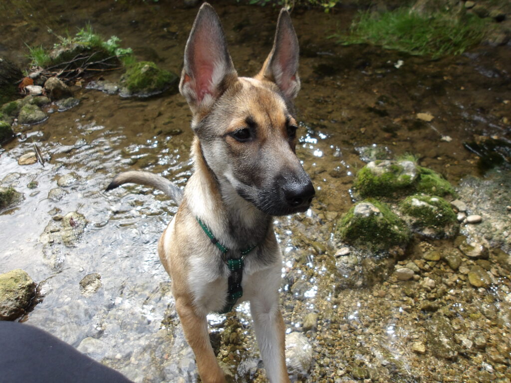 une jeune chienne croisée husky malinois aux grandes oreilles, les pattes arrières dans un ruisseau et les pattes avant sur une marche, regarde on ne sait quoi un peu sur le côté