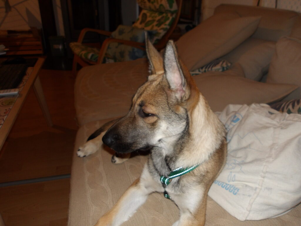 La même chienne dans la pénombre, photo au flash pour mieux voir, museau tout gonflé, pourtour des yeux enflés, pourtant beaucoup moins qu'avant l'injection de cortisone