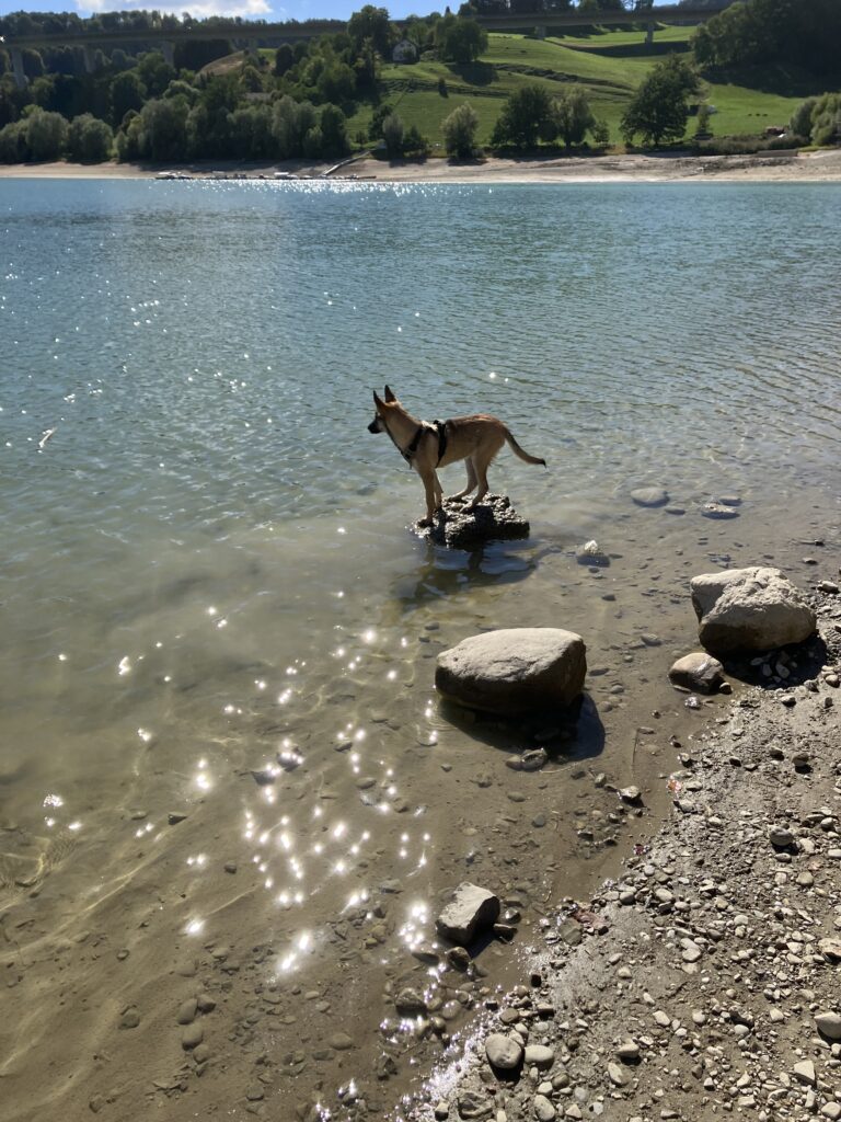 Une belle chienne croisée husky / malinois, au pelage fauve charbonné, se tient debout sur un rocher qui émerge de l'eau, très près de la rive du lac. Elle regarde au loin, l'air très romantique.