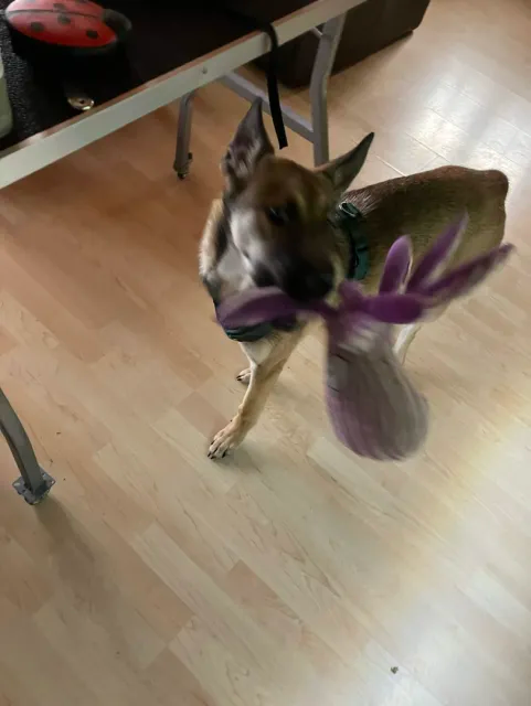 photo d'une chienne croisée malinois et husky en train de faire sa fête à un jouet rose. Elle commence à avoir l'air adulte, mais elle a encore le corps svelte et élancé d'une adolescente.